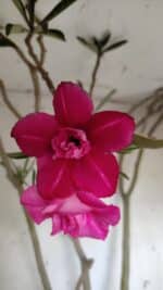 Planta Dobrada 3122 – 70cm – 05 anos - Imagem 3