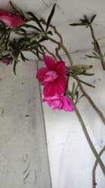 Planta Dobrada 3122 – 70cm – 05 anos - Imagem 5