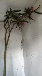 Planta Dobrada 3122 – 70cm – 05 anos - Imagem 10