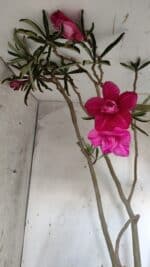 Planta Dobrada 3122 – 70cm – 05 anos - Imagem 4