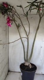 Planta Dobrada 3122 – 70cm – 05 anos - Imagem 9