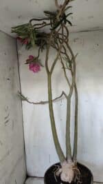 Planta Dobrada 3122 – 70cm – 05 anos - Imagem 8