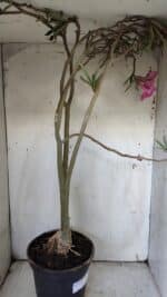 Planta Dobrada 3122 – 70cm – 05 anos - Imagem 7