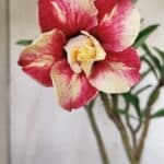 Planta Dobrada 3123 – 35cm – 03 anos