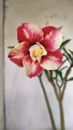 Planta Dobrada 3123 – 35cm – 03 anos