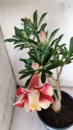 Planta Dobrada 3123 – 35cm – 03 anos - Imagem 4