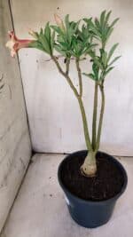 Planta Dobrada 3123 – 35cm – 03 anos - Imagem 6