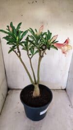 Planta Dobrada 3123 – 35cm – 03 anos - Imagem 5
