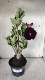 Planta Dobrada 3124 – 35cm – 03 anos