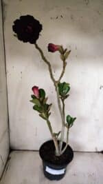 Planta Dobrada 3126 – 35cm – 03 anos - Imagem 2