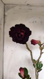 Planta Dobrada 3126 – 35cm – 03 anos - Imagem 4