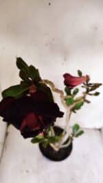 Planta Dobrada 3126 – 35cm – 03 anos - Imagem 5