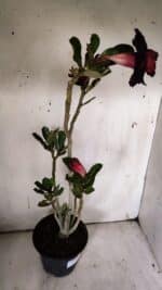 Planta Dobrada 3126 – 35cm – 03 anos - Imagem 9