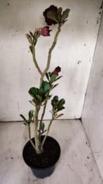 Planta Dobrada 3126 – 35cm – 03 anos - Imagem 8