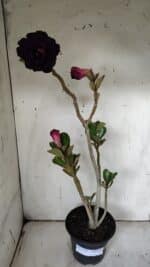 Planta Dobrada 3126 – 35cm – 03 anos - Imagem 6