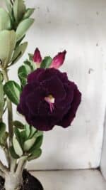 Planta Dobrada 3124 – 35cm – 03 anos - Imagem 3