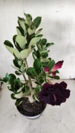 Planta Dobrada 3124 – 35cm – 03 anos - Imagem 4