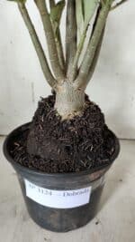 Planta Dobrada 3124 – 35cm – 03 anos - Imagem 7