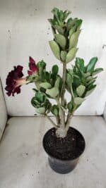 Planta Dobrada 3124 – 35cm – 03 anos - Imagem 6