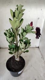 Planta Dobrada 3124 – 35cm – 03 anos - Imagem 5