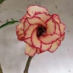 Planta Dobrada 3125 – 50cm – 04 anos