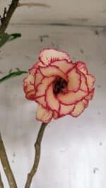 Planta Dobrada 3125 – 50cm – 04 anos