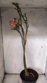 Planta Dobrada 3125 – 50cm – 04 anos - Imagem 8