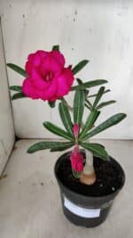 Planta Dobrada 3127 – 30cm – 02 anos - Imagem 2