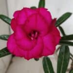 Planta Dobrada 3127 – 30cm – 02 anos