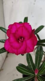 Planta Dobrada 3127 – 30cm – 02 anos