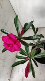 Planta Dobrada 3127 – 30cm – 02 anos - Imagem 4