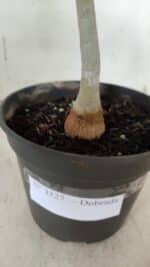 Planta Dobrada 3127 – 30cm – 02 anos - Imagem 7