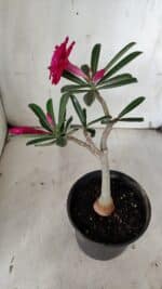 Planta Dobrada 3127 – 30cm – 02 anos - Imagem 6