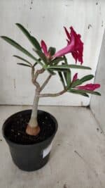 Planta Dobrada 3127 – 30cm – 02 anos - Imagem 5