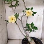 Planta Dobrada 3128 – 50cm – 04 anos