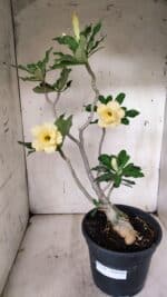 Planta Dobrada 3128 – 50cm – 04 anos