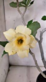 Planta Dobrada 3128 – 50cm – 04 anos - Imagem 3