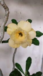 Planta Dobrada 3128 – 50cm – 04 anos - Imagem 4