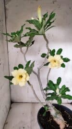 Planta Dobrada 3128 – 50cm – 04 anos - Imagem 8