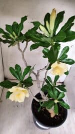 Planta Dobrada 3128 – 50cm – 04 anos - Imagem 5