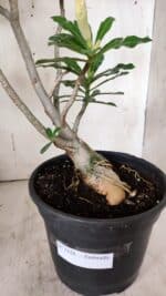 Planta Dobrada 3128 – 50cm – 04 anos - Imagem 7