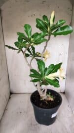 Planta Dobrada 3128 – 50cm – 04 anos - Imagem 10