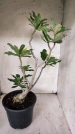 Planta Dobrada 3128 – 50cm – 04 anos - Imagem 9