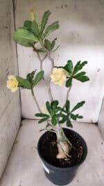 Planta Dobrada 3128 – 50cm – 04 anos - Imagem 6