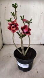 Planta Dobrada 3129 – 30cm – 02 anos - Imagem 2