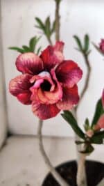 Planta Dobrada 3129 – 30cm – 02 anos - Imagem 5