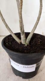 Planta Dobrada 3129 – 30cm – 02 anos - Imagem 8