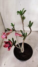 Planta Dobrada 3129 – 30cm – 02 anos - Imagem 6