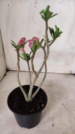 Planta Dobrada 3129 – 30cm – 02 anos - Imagem 7