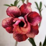 Planta Dobrada 3129 – 30cm – 02 anos